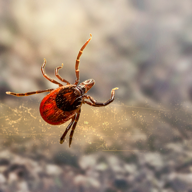 Dont Ignore These 10 Early Warning Signs Of Lyme Disease Enerex