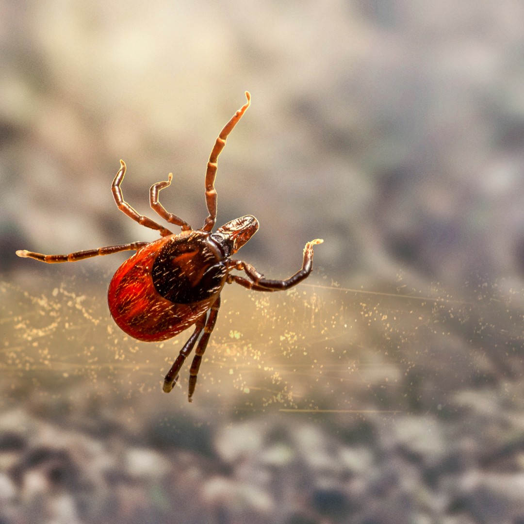 Don't Ignore These 10 Early Warning Signs of Lyme Disease