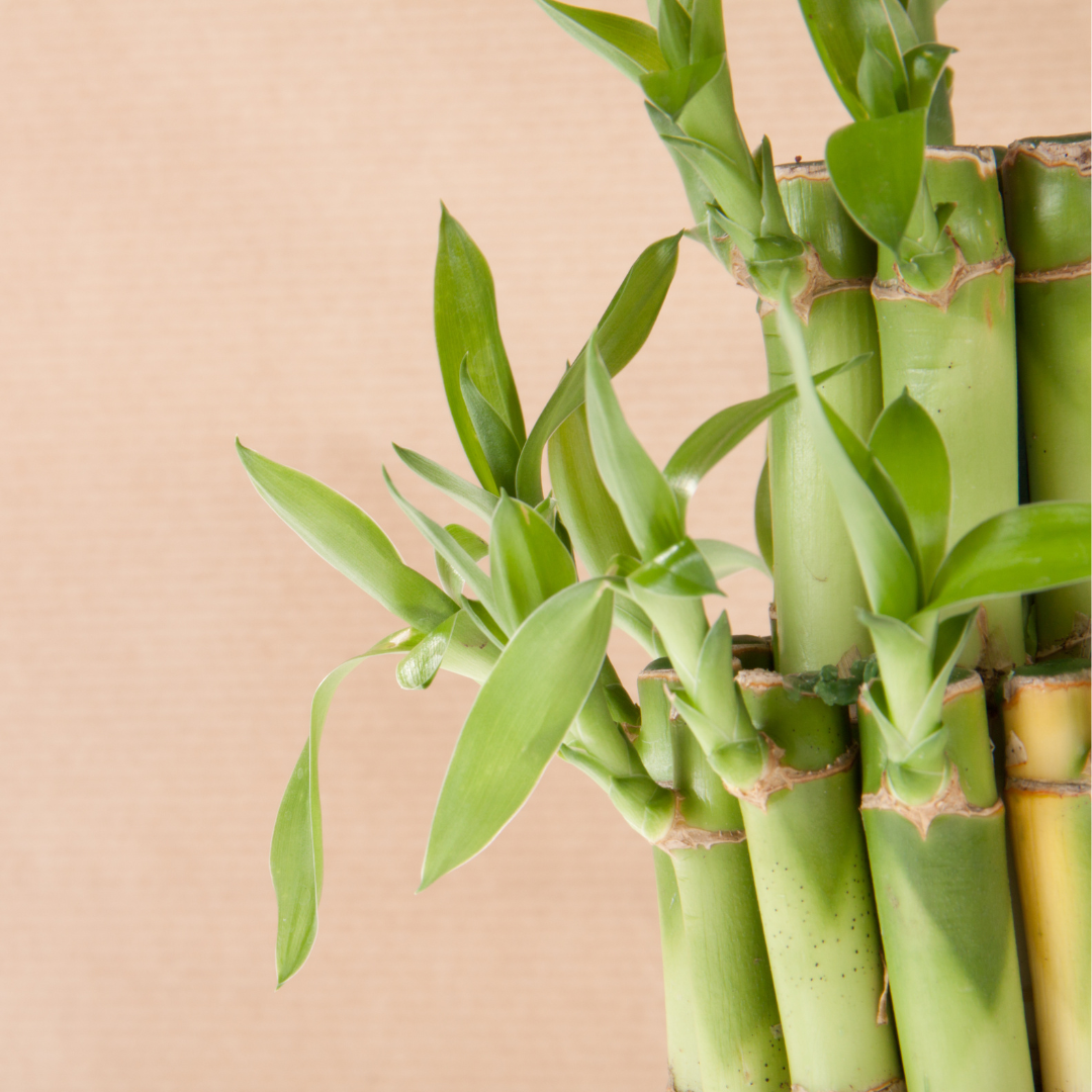 Bamboo Silica: The Inside Out Anti-Aging Mineral