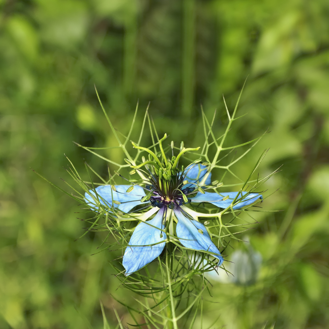 Black Seed: The Link Between Allergies, Detox, and Liver Health