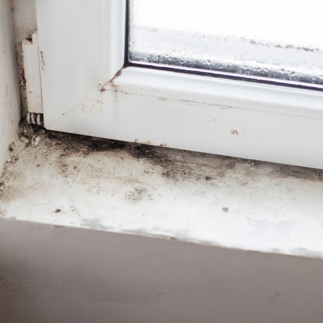 Black Seed Oil as a Treatment for Mold Exposure and Allergies 