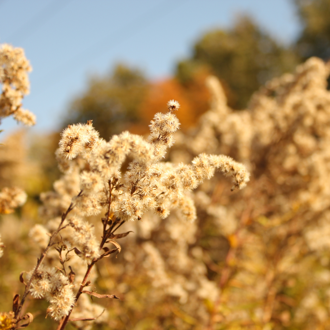 Managing Seasonal Allergies & Sinusitis