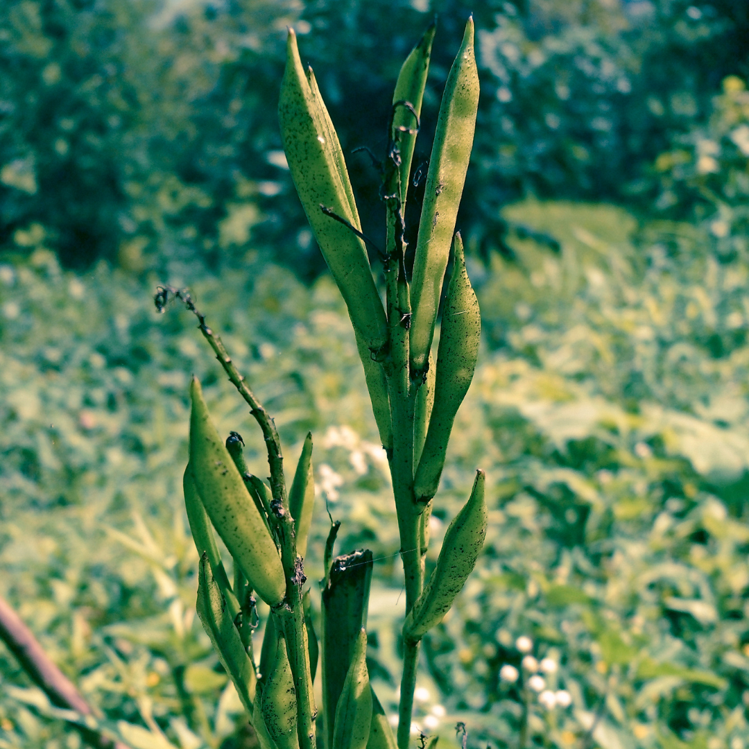 Is Guar Gum Bad for You?