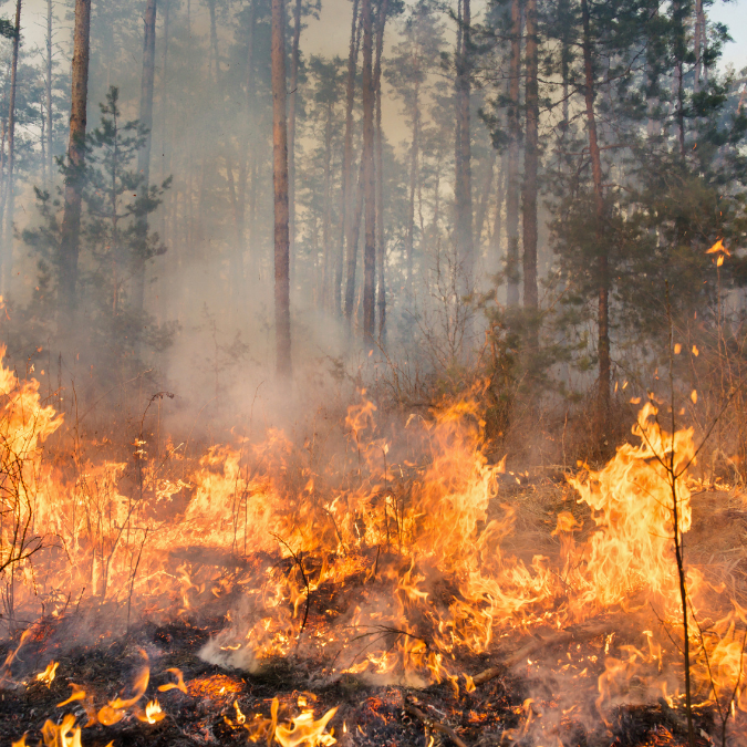 Supporting Lung Health During and After Forest-Fire Exposure
