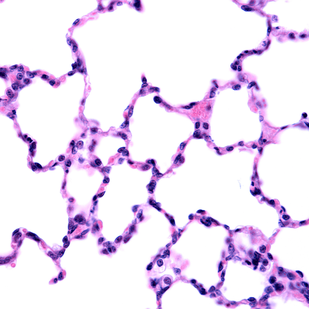 Lung Health