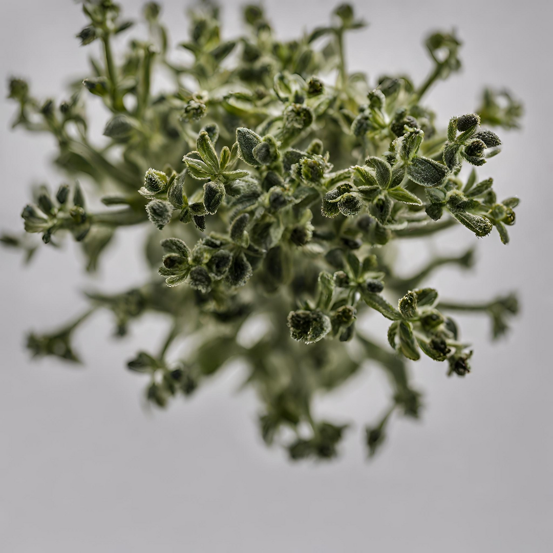 BLACK OREGANO